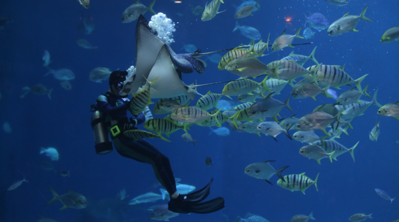 Best Scuba Diving Tips for Beginners 101