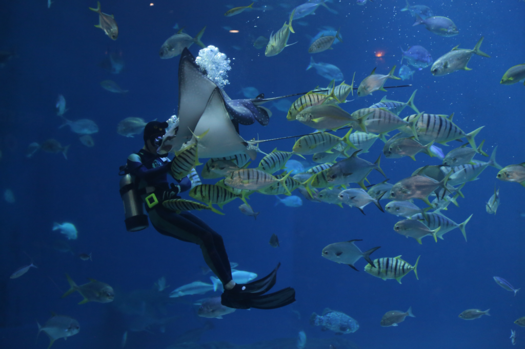 Best Scuba Diving Tips for Beginners 101